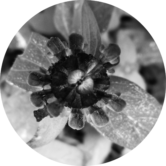 Circle